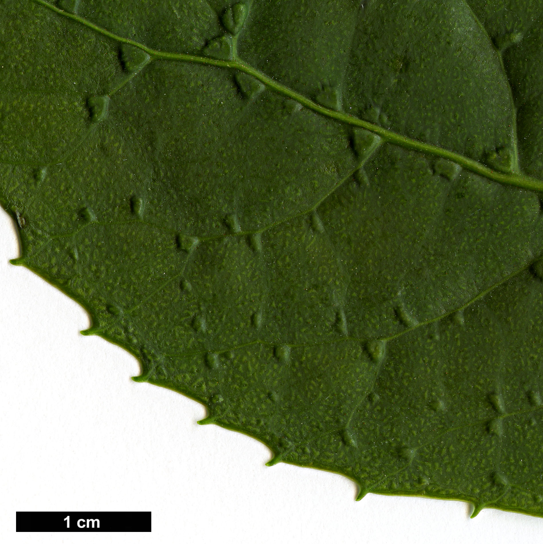 High resolution image: Family: Adoxaceae - Genus: Viburnum - Taxon: BSWJ 3913